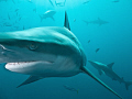   Blacktips Sun near Aliwal Shoal South Africa. Africa  